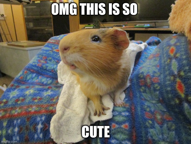 cute | OMG THIS IS SO; CUTE | image tagged in pet,guinea pig | made w/ Imgflip meme maker