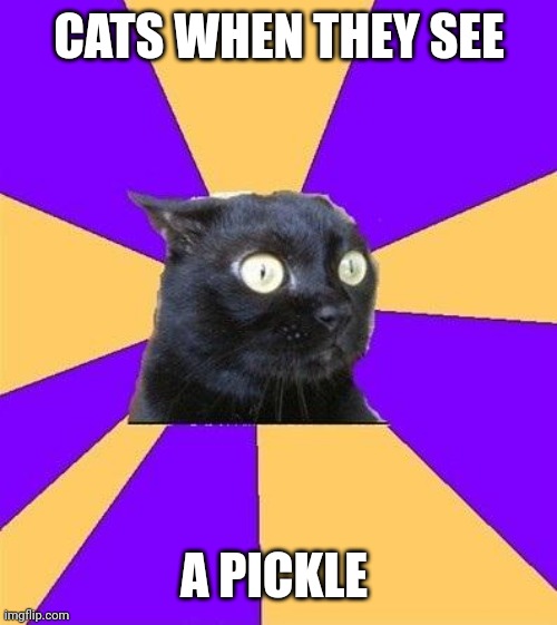 anxiety cat | CATS WHEN THEY SEE; A PICKLE | image tagged in anxiety cat,cats,memes | made w/ Imgflip meme maker