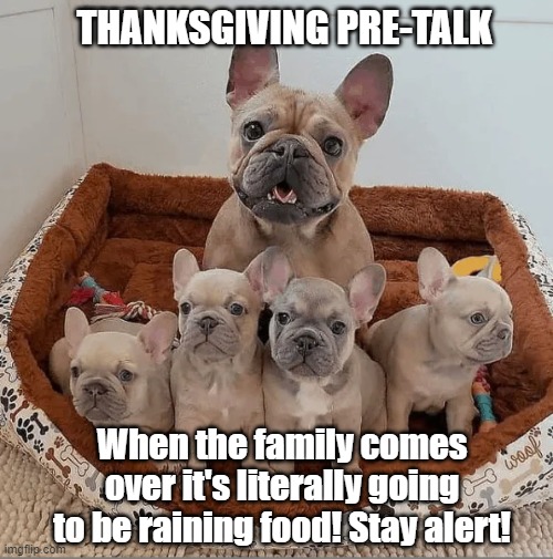 Thanksgiving PreTalk | THANKSGIVING PRE-TALK; When the family comes over it's literally going to be raining food! Stay alert! | image tagged in funny dog memes,thanksgiving,dogs | made w/ Imgflip meme maker