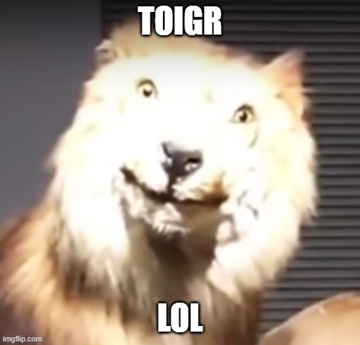 Toigr | TOIGR; LOL | image tagged in memes,meme,tiger,lol | made w/ Imgflip meme maker