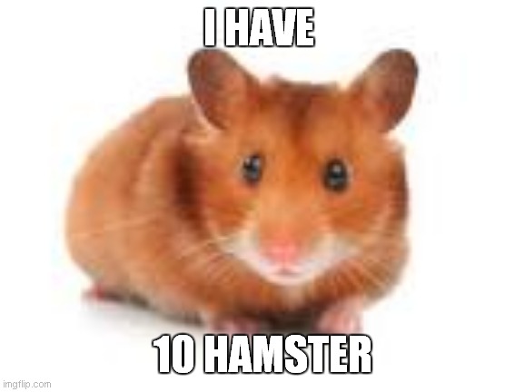 i have 10 hamster | I HAVE; 10 HAMSTER | image tagged in hamster algeria country ball | made w/ Imgflip meme maker