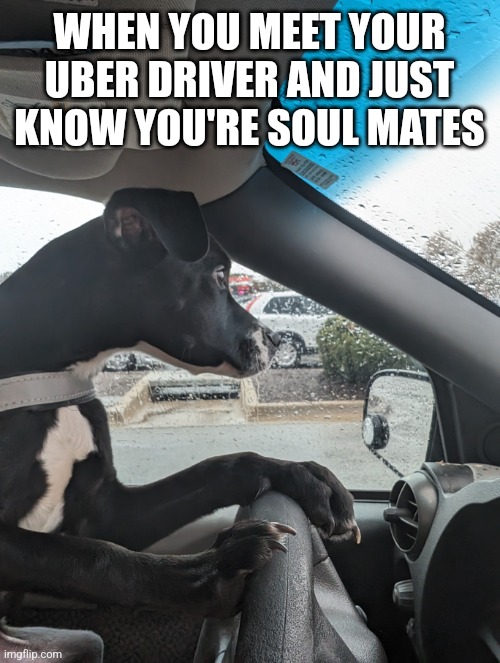 Where 2? | WHEN YOU MEET YOUR UBER DRIVER AND JUST KNOW YOU'RE SOUL MATES | image tagged in funny,dogs,puppy,cute,uber,soulmates | made w/ Imgflip meme maker