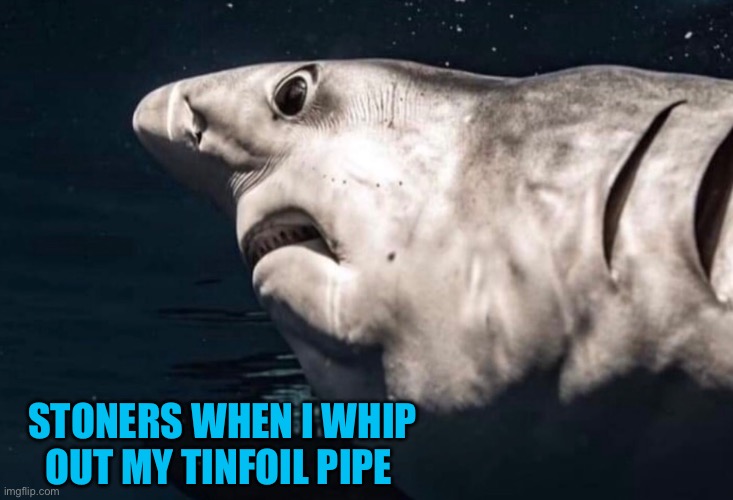 STONERS WHEN I WHIP OUT MY TINFOIL PIPE | image tagged in funny,memes,cannabis,animals,so true memes,too damn high | made w/ Imgflip meme maker