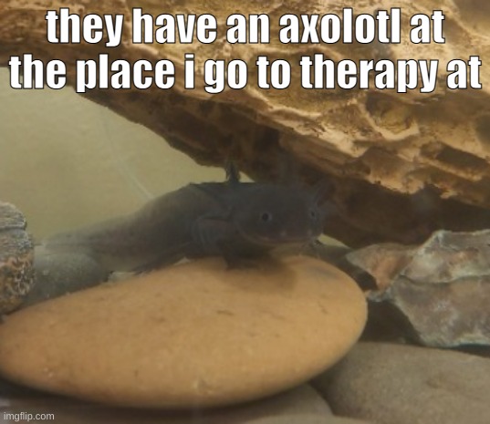 they have an axolotl at the place i go to therapy at | made w/ Imgflip meme maker