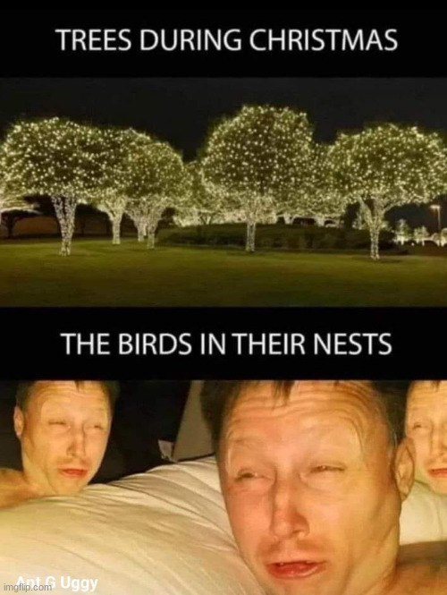 Birds During Christmas | image tagged in birds,christmas,christmas lights | made w/ Imgflip meme maker