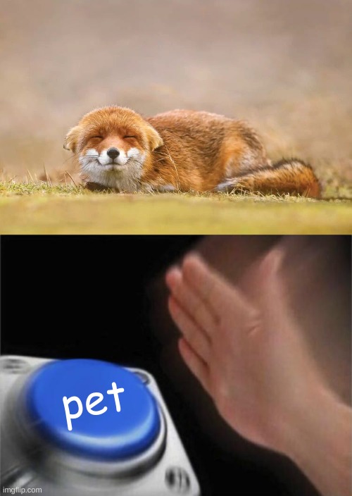It just looks so cute! | pet | image tagged in memes,blank nut button,foxes | made w/ Imgflip meme maker