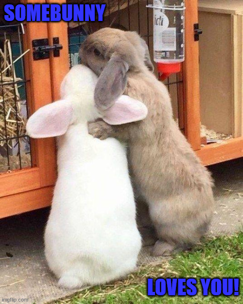 Somebunny loves you! | SOMEBUNNY; LOVES YOU! | image tagged in bunny,bunnies,hugs,rabbit | made w/ Imgflip meme maker
