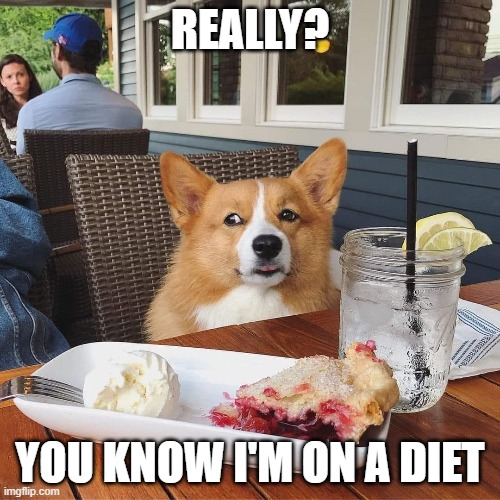 Really? | REALLY? YOU KNOW I'M ON A DIET | image tagged in funny animals | made w/ Imgflip meme maker