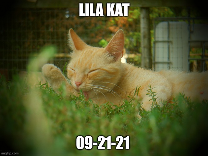 This was my cat Lila who passed away 2 years ago sadly | LILA KAT; 09-21-21 | image tagged in cats | made w/ Imgflip meme maker