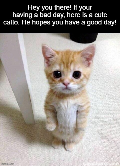 Have a good day y'all !! | Hey you there! If your having a bad day, here is a cute catto. He hopes you have a good day! | image tagged in memes,cute cat,wholesome,cats,have a good day | made w/ Imgflip meme maker