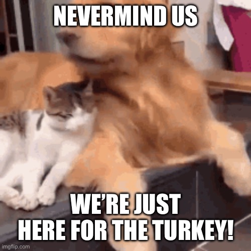 Animal Thanksgiving | NEVERMIND US; WE’RE JUST HERE FOR THE TURKEY! | image tagged in funny animals | made w/ Imgflip meme maker