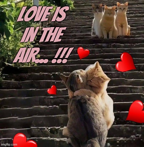 cat love | Love is in the air... !!! | image tagged in cats,i love you,love,heart,funny animals | made w/ Imgflip meme maker