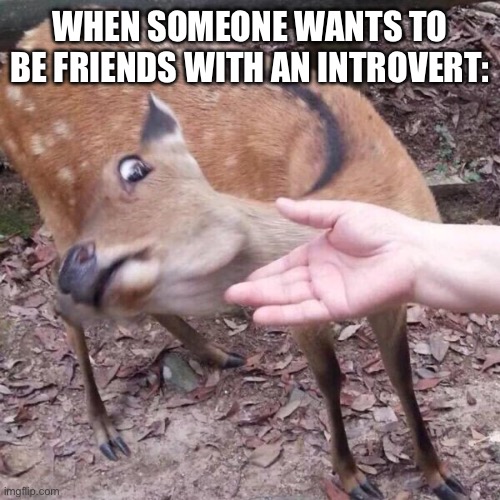 my friend gave me this idea, cuz she’s an introvert | WHEN SOMEONE WANTS TO BE FRIENDS WITH AN INTROVERT: | image tagged in nope,introvert,friends | made w/ Imgflip meme maker