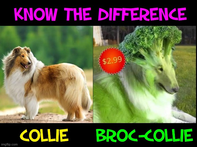 Your Lesson for the Day! | image tagged in vince vance,dogs,broccoli,know the difference,memes,vegan | made w/ Imgflip meme maker