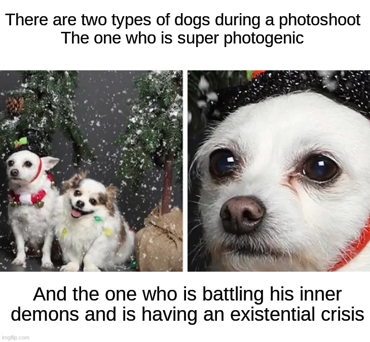 I don't want to know what he's thinking about | There are two types of dogs during a photoshoot
The one who is super photogenic; And the one who is battling his inner demons and is having an existential crisis | image tagged in memes,funny,dogs,christmas,photoshoot,funny memes | made w/ Imgflip meme maker