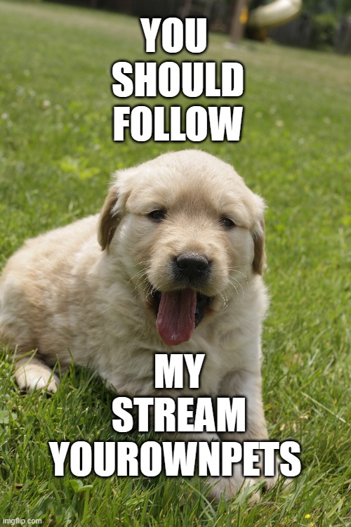 IF u want! I'm not forcing lol. | YOU 
SHOULD
FOLLOW; MY
STREAM
YOUROWNPETS | image tagged in pets,dogs,follow | made w/ Imgflip meme maker