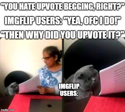 i dont understand the logic... | "YOU HATE UPVOTE BEGGING, RIGHT?"; IMGFLIP USERS: "YEA, OFC I DO!"; "THEN WHY DID YOU UPVOTE IT?"; IMGFLIP USERS: | image tagged in cat looking at test,upvote begging,imgflip users,funny,memes,dank memes | made w/ Imgflip meme maker
