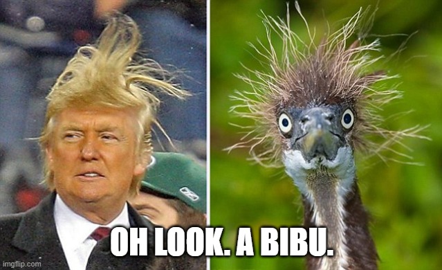 Just for Laughs | OH LOOK. A BIBU. | image tagged in donald trump,emu,liberty mutual,funny meme | made w/ Imgflip meme maker