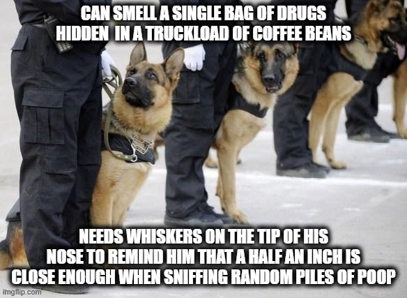 police dogs | CAN SMELL A SINGLE BAG OF DRUGS HIDDEN  IN A TRUCKLOAD OF COFFEE BEANS; NEEDS WHISKERS ON THE TIP OF HIS NOSE TO REMIND HIM THAT A HALF AN INCH IS CLOSE ENOUGH WHEN SNIFFING RANDOM PILES OF POOP | image tagged in police dogs,facts,dogs,cute dogs,dogs an cats,funny dogs | made w/ Imgflip meme maker