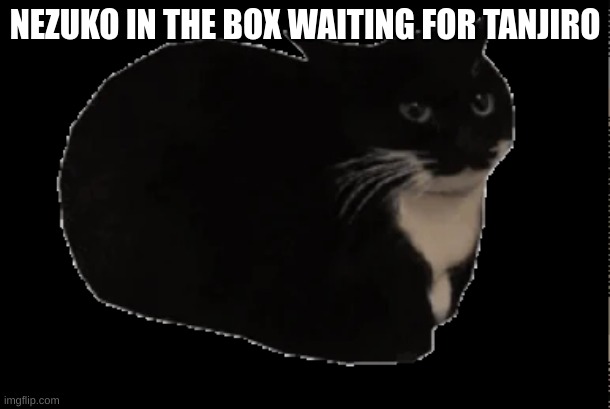 maxwell | NEZUKO IN THE BOX WAITING FOR TANJIRO | image tagged in memes,funny,gifs | made w/ Imgflip meme maker