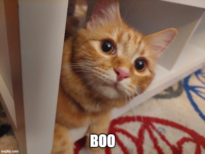 Boo, Ginger cat will scare you | BOO | image tagged in boo,ginger cat,kitty,funny memes,cat,funny | made w/ Imgflip meme maker