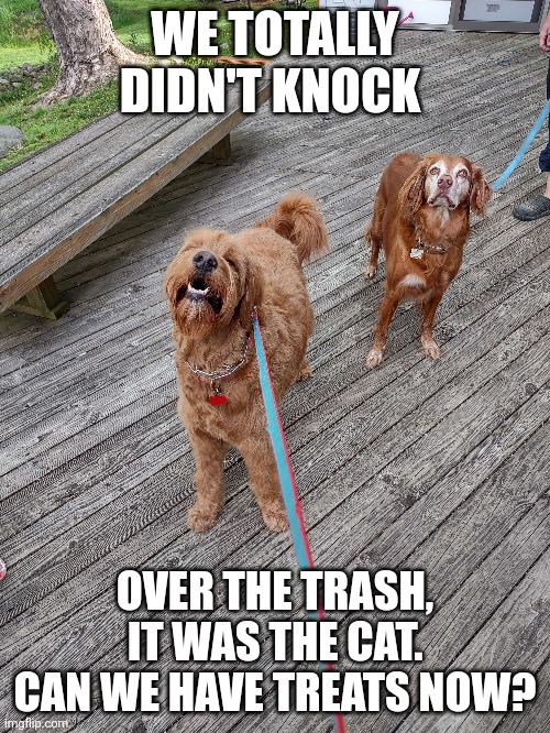 Innocent dogs | WE TOTALLY DIDN'T KNOCK; OVER THE TRASH, IT WAS THE CAT. CAN WE HAVE TREATS NOW? | image tagged in dogs,funny memes,happy dog | made w/ Imgflip meme maker