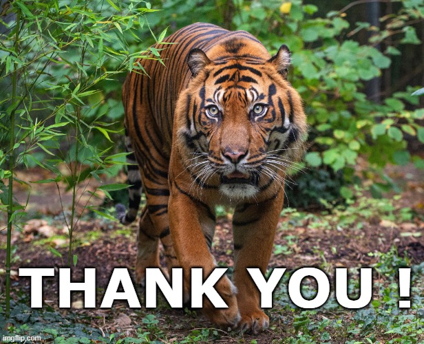 Thankful Tiger | THANK YOU ! | image tagged in tiger | made w/ Imgflip meme maker