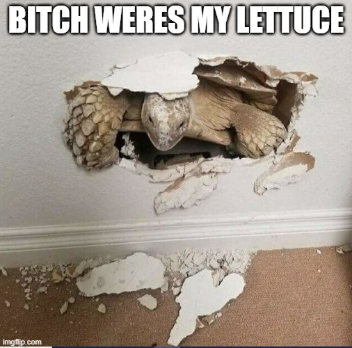 BITCH WERES MY LETTUCE | image tagged in pets | made w/ Imgflip meme maker