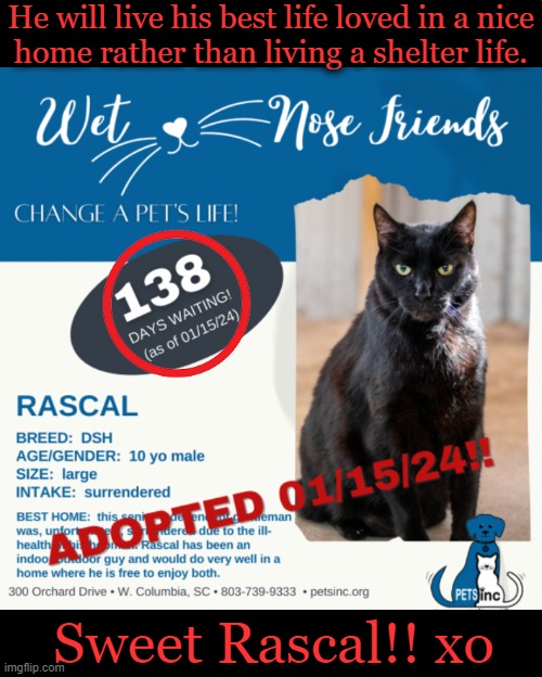 Happy life! | He will live his best life loved in a nice
home rather than living a shelter life. Sweet Rascal!! xo | image tagged in cat,adoption,happy day,good job,wholesome content,today was a good day | made w/ Imgflip meme maker