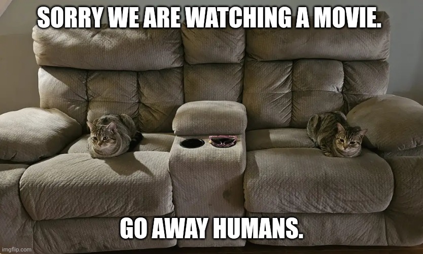 Cat movie meme | SORRY WE ARE WATCHING A MOVIE. GO AWAY HUMANS. | image tagged in funny memes,funny cats,funny animals | made w/ Imgflip meme maker