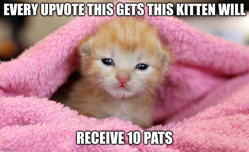 1 upvote=10 pats | EVERY UPVOTE THIS GETS THIS KITTEN WILL; RECEIVE 10 PATS | image tagged in memes,lol | made w/ Imgflip meme maker