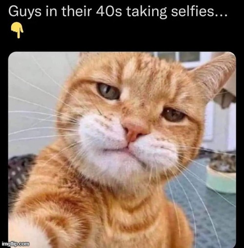 XD | image tagged in memes,funny,cats,true story | made w/ Imgflip meme maker