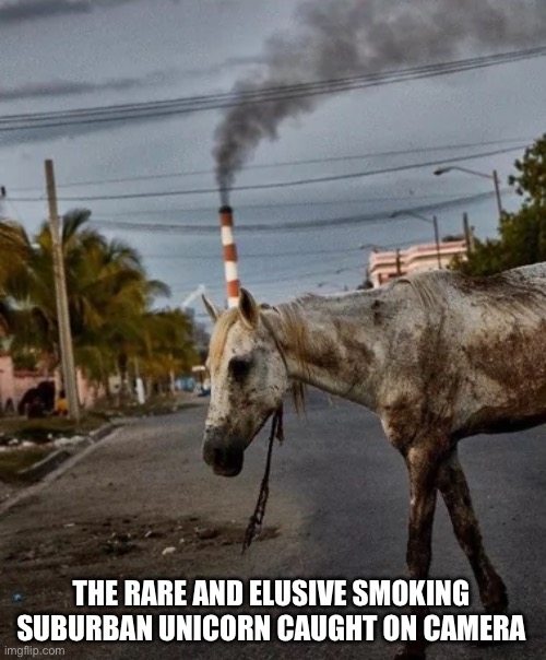 Suburban unicorns do exist | THE RARE AND ELUSIVE SMOKING SUBURBAN UNICORN CAUGHT ON CAMERA | image tagged in unicorn,smoking,city,mythology,street fighter | made w/ Imgflip meme maker