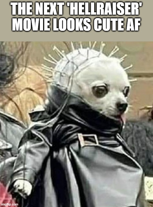 The Next Hellraiser Movie | THE NEXT 'HELLRAISER' MOVIE LOOKS CUTE AF | image tagged in hellraiser,dog,chihuahua,funny,memes,cute | made w/ Imgflip meme maker