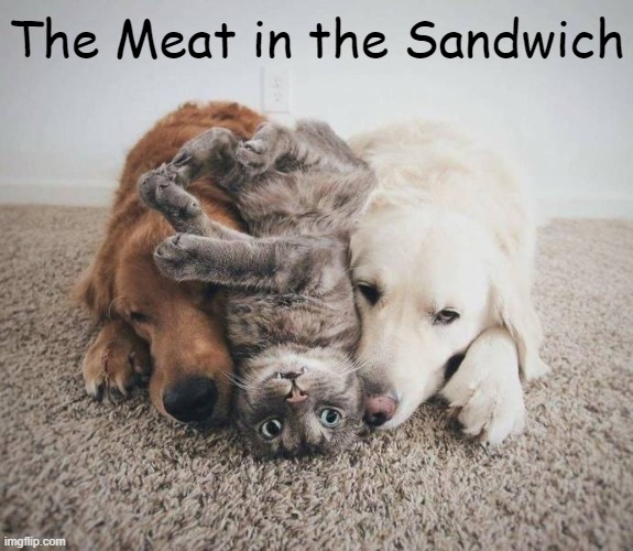 Friends | The Meat in the Sandwich | image tagged in funny animals,fun,dogs,cute cat,cats and dogs living together,love is in the air | made w/ Imgflip meme maker