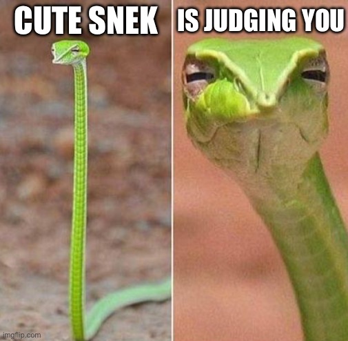 Judging | IS JUDGING YOU; CUTE SNEK | image tagged in judge,snek,cute | made w/ Imgflip meme maker
