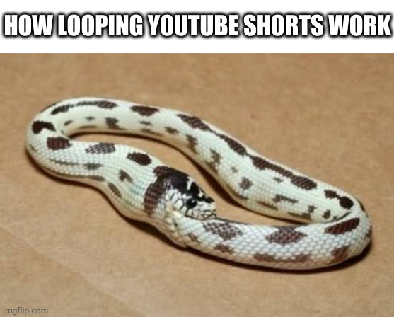 but why tho | HOW LOOPING YOUTUBE SHORTS WORK | image tagged in snake eating itself,youtube,youtube shorts,shorts,loop | made w/ Imgflip meme maker