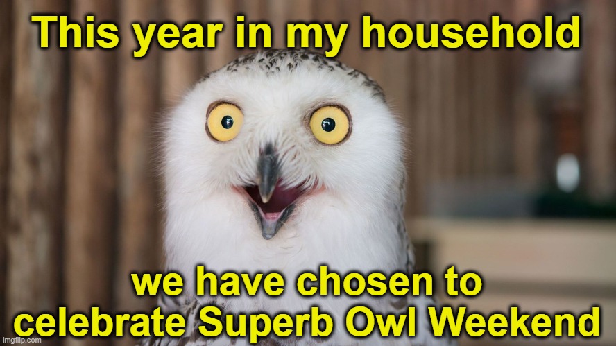 Superb Owl Weekend | This year in my household; we have chosen to celebrate Superb Owl Weekend | image tagged in superbowl,nfl memes,nfl football,nfl,funny animal meme,sports fans | made w/ Imgflip meme maker