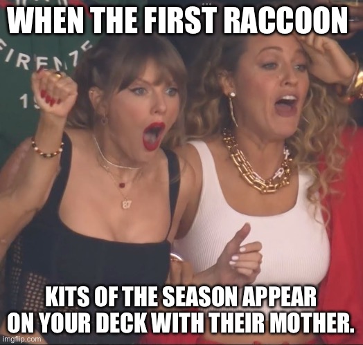 First Raccoon Kits | WHEN THE FIRST RACCOON; KITS OF THE SEASON APPEAR ON YOUR DECK WITH THEIR MOTHER. | image tagged in raccoon,taylor swift,babies,taylor swiftie,super bowl | made w/ Imgflip meme maker
