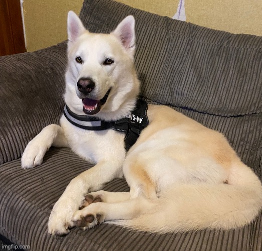 We’ve been dog-sitting today for this beautiful white husky called Kenzo … enjoy | image tagged in cute dogs,husky,good boy,share your own photos | made w/ Imgflip meme maker