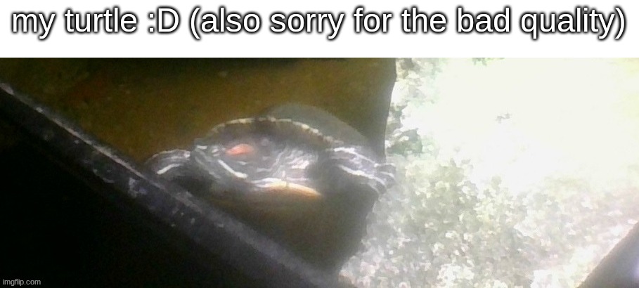 JPSpinoSaurus's turtle | my turtle :D (also sorry for the bad quality) | image tagged in jpspinosaurus's turtle,memes,turtle,turtles | made w/ Imgflip meme maker