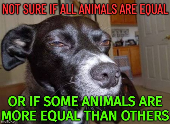 Not Sure If All Animals Are Equal, Or If Some Animals Are More Equal Than Others | NOT SURE IF ALL ANIMALS ARE EQUAL; OR IF SOME ANIMALS ARE
MORE EQUAL THAN OTHERS | image tagged in not sure dog,animal meme,animal rights,animal house,1984,animal farm | made w/ Imgflip meme maker