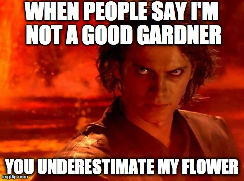 You Underestimate My Power | WHEN PEOPLE SAY I'M NOT A GOOD GARDNER YOU UNDERESTIMATE MY FLOWER | image tagged in memes,you underestimate my power | made w/ Imgflip meme maker