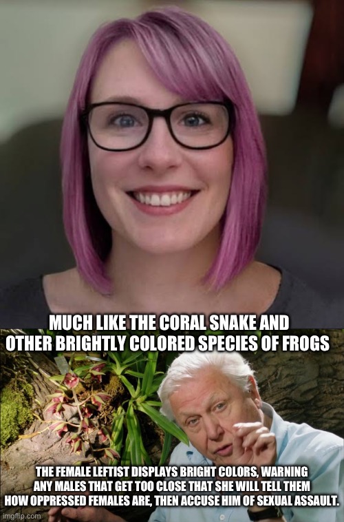 Through the lens of an anthropologist | MUCH LIKE THE CORAL SNAKE AND OTHER BRIGHTLY COLORED SPECIES OF FROGS; THE FEMALE LEFTIST DISPLAYS BRIGHT COLORS, WARNING ANY MALES THAT GET TOO CLOSE THAT SHE WILL TELL THEM HOW OPPRESSED FEMALES ARE, THEN ACCUSE HIM OF SEXUAL ASSAULT. | image tagged in david attenborough | made w/ Imgflip meme maker