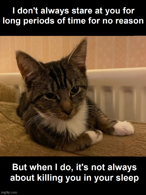 Most Interesting Cat in the World | image tagged in funny memes,popular,funny | made w/ Imgflip meme maker