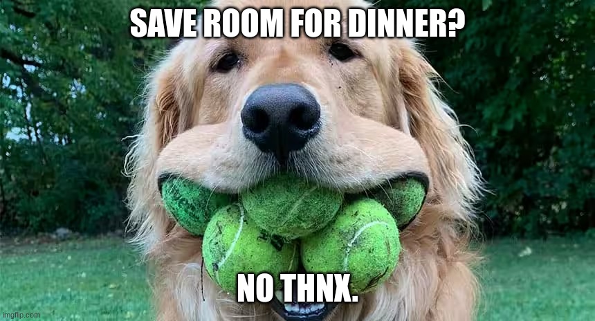 SAVE ROOM FOR DINNER? NO THNX. | image tagged in dogs,funny,fun,popular,adorable | made w/ Imgflip meme maker