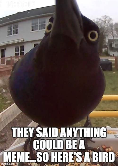 Bird gonna stare at you | THEY SAID ANYTHING COULD BE A MEME...SO HERE'S A BIRD | image tagged in bird stare,bird,birds,stare,memes | made w/ Imgflip meme maker