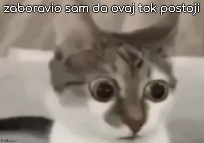 this is croatian btw | zaboravio sam da ovaj tok postoji | image tagged in bombastic side eye cat,croatian | made w/ Imgflip meme maker