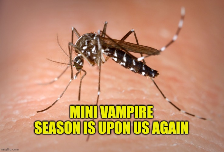 mosquito  | MINI VAMPIRE SEASON IS UPON US AGAIN | image tagged in mosquito | made w/ Imgflip meme maker