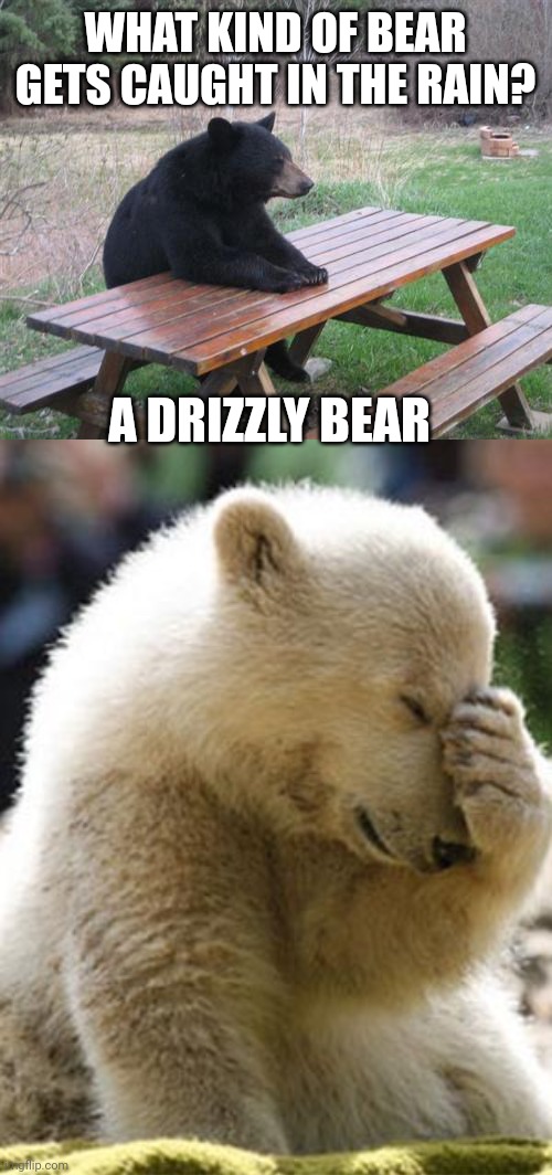 WHAT KIND OF BEAR GETS CAUGHT IN THE RAIN? A DRIZZLY BEAR | image tagged in memes,bad luck bear,facepalm bear | made w/ Imgflip meme maker
